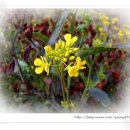 큰꽃지천 이미지