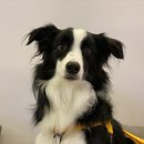 퍼피베이비 이미지