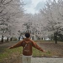 산월로 | 광주 벚꽃 명소 산책하기 좋은 첨단 무양서원 공원 숨은 명소