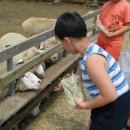 양떼목장 이미지