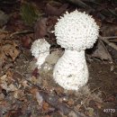 흰오뚜기광대버섯/흰가시광대버섯 유균 이미지