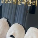 금송테라피
