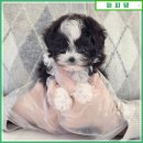 나라애견본점 | 청주애견분양 신뢰를 기준으로 선택한 퍼피댕 방문 후기