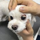 반월동물병원 이미지