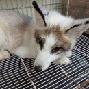 덕진체련공원 테니스장 이미지