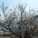일운초등학교구조라분교장 티스토리