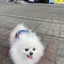 제주 애견 아가야 이미지