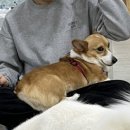 팅커벨 이미지