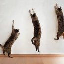 광양동물메디컬센터 이미지