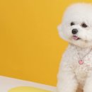 라니케이크 이미지