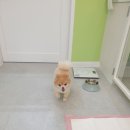 메모리펫살롱 이미지