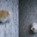 곤지샵 이미지