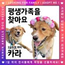 [함안보호소] 소드님들 응원받아서 드디어 원앤온리 꽃미모 "카라" 가 가족을 찾아요💕🐶 이미지