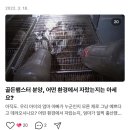 달빛농장 | 서울 햄스터 분양 달빛햄스터리 후기