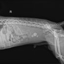 부곡동물병원 이미지