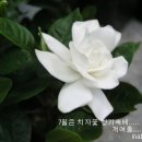 해인향기 이미지