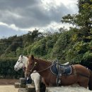 현대 목장 | 서귀포카페 :: 목장카페 밭디 서귀포 아이랑 가볼만한곳 승마체험 추천