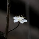 천년의 하루 이미지