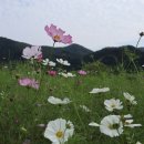 자라섬남도2(짚라인) 이미지