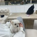 부산애견호텔 강아지유치원 펫퍼센트&코모네하우스 이미지