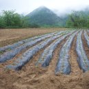 흑송농장 이미지