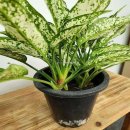 사파이어 이미지