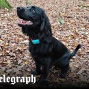 MY DOG GROOMING 이미지