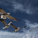 GS교동택지주유소 이미지