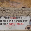 미어캣