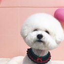 펫조이 이미지