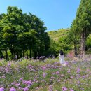 라벤더 민박 이미지