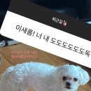 도도독 이미지
