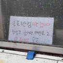 대마반점