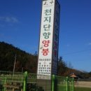 천지단향양봉