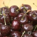 체리 이미지