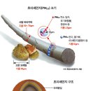 '미세먼지 해독제'라고 불리는 과일 3 (미세먼지 비켜!)| 이미지