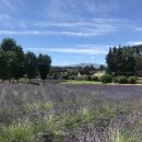 강순이농장 이미지