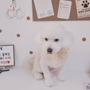 알콩달콩 애견미용실 이미지