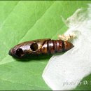 해로수중 이미지