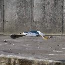 해오라기 이미지