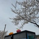 운문댐하류보4 이미지