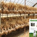 충북농업기술원 마늘연구소 이미지