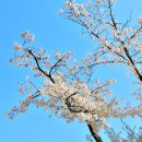군산-은파호수공원 벚꽃 2018.4.9 이미지