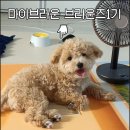 [마이브라운/브라운즈1기] 마이브라운, 병원가자 용기있게! 다이렉트 가입 후기와 펫보험 추천 이유