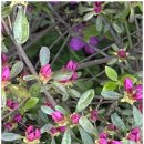 복코돼지 이미지