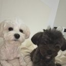 멍무드 살롱 이미지