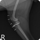 잠실베스트동물병원 수술재활센터 이미지