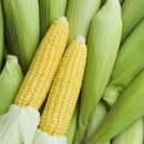 오브제-옥수수 이미지