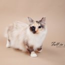 Fall in Rags 이미지