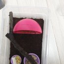 방달팽이 코코피트 후기